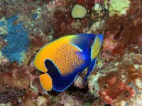 Blue Girdled Anglefish
